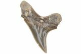 Fossil Ginsu Shark (Cretoxyrhina) Tooth - Kansas #219154-1